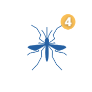 image of mosquito